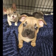 French Bulldog - Both