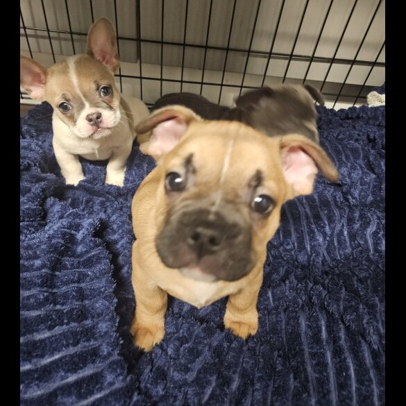 French Bulldog - Both