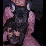 French Bulldog - Dogs