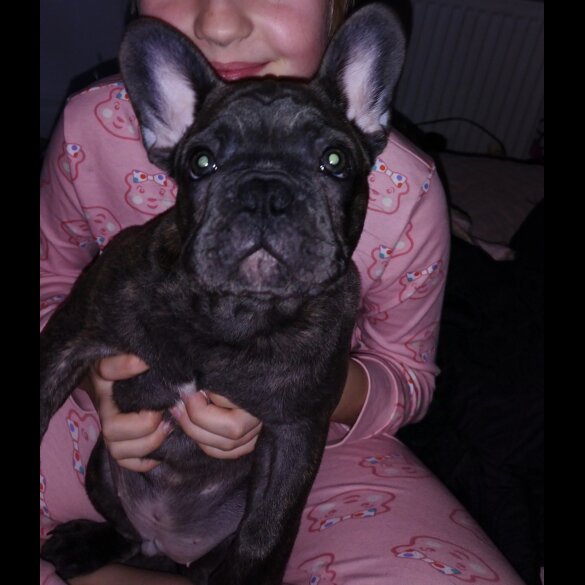 French Bulldog - Dogs
