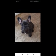French Bulldog - Dogs