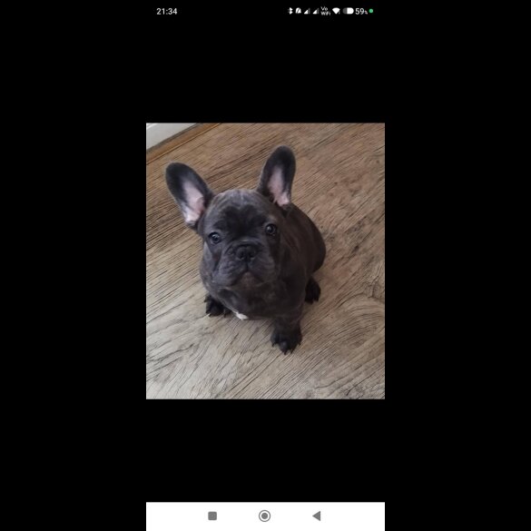 French Bulldog - Dogs