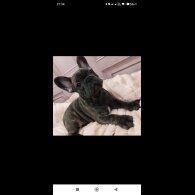 French Bulldog - Dogs