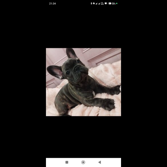 French Bulldog - Dogs