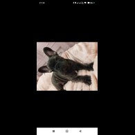 French Bulldog - Dogs