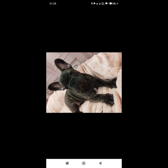 French Bulldog - Dogs