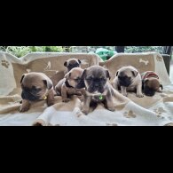 French Bulldog - Both