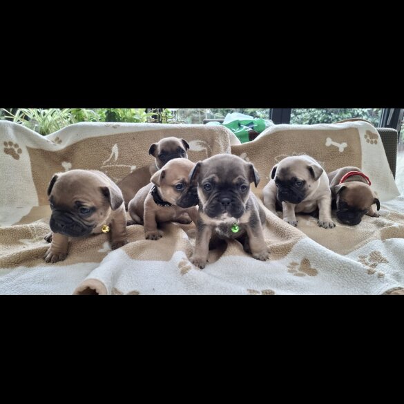 French Bulldog - Both