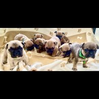 French Bulldog - Both