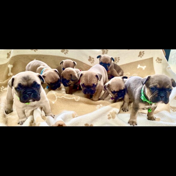 French Bulldog - Both