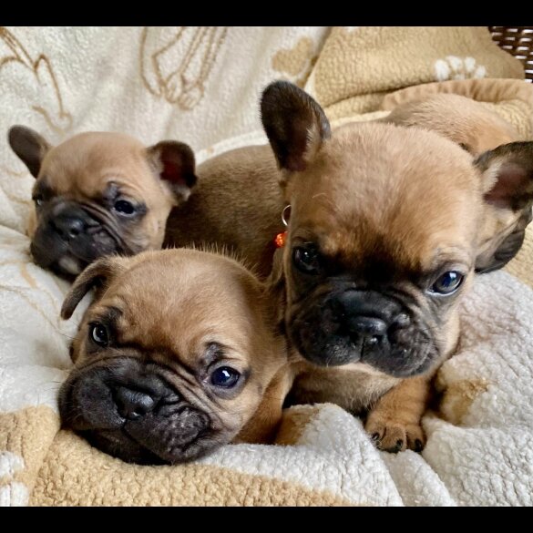 French Bulldog - Both