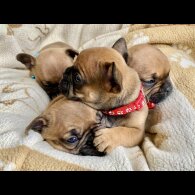 French Bulldog - Both