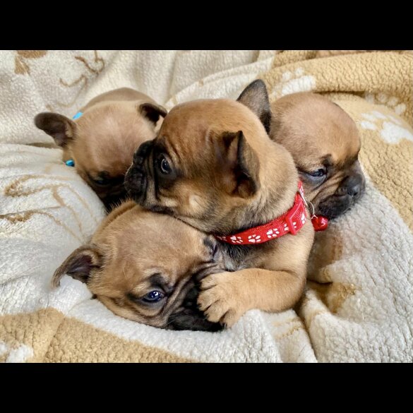 French Bulldog - Both