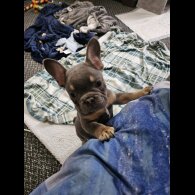 French Bulldog - Both