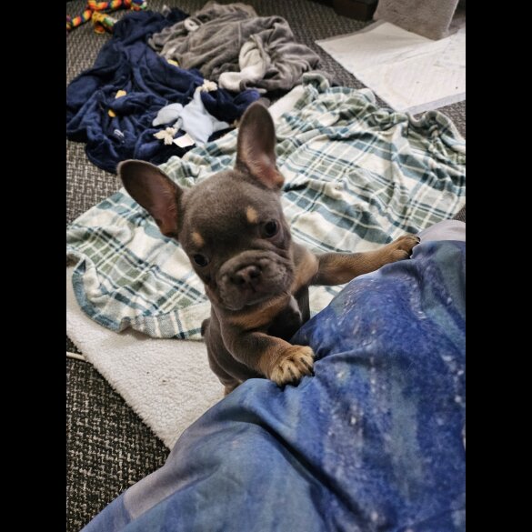 French Bulldog - Both