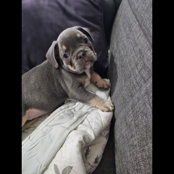 French Bulldog - Both