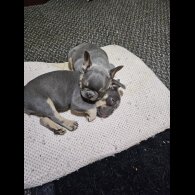 French Bulldog - Both