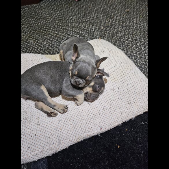 French Bulldog - Both