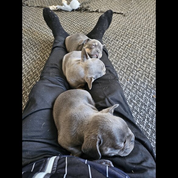 French Bulldog - Both