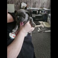 French Bulldog - Both