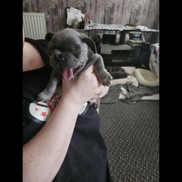 French Bulldog - Both