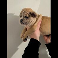 French Bulldog - Both