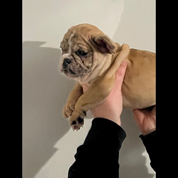 French Bulldog - Both