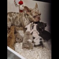 French Bulldog - Both