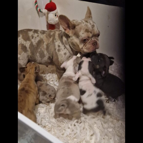 French Bulldog - Both
