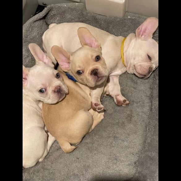 French Bulldog - Dogs