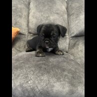 French Bulldog - Dogs