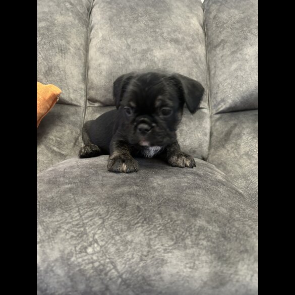 French Bulldog - Dogs