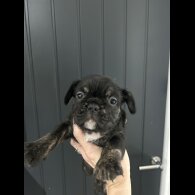 French Bulldog - Dogs