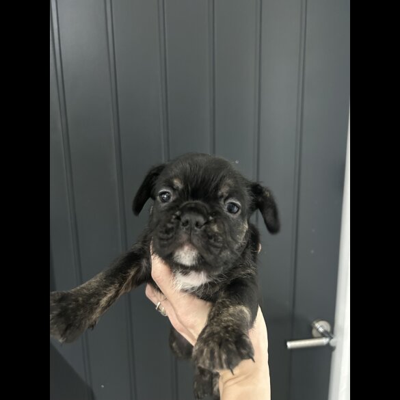 French Bulldog - Dogs