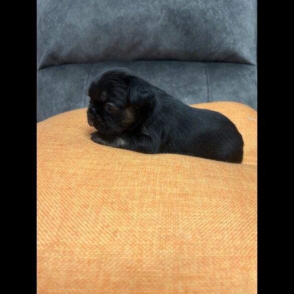 French Bulldog - Dogs
