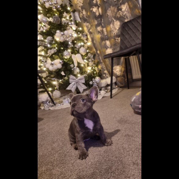 French Bulldog - Both