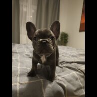 French Bulldog - Both