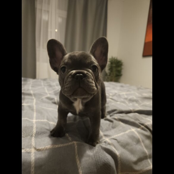 French Bulldog - Both