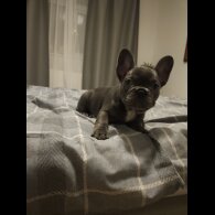 French Bulldog - Both