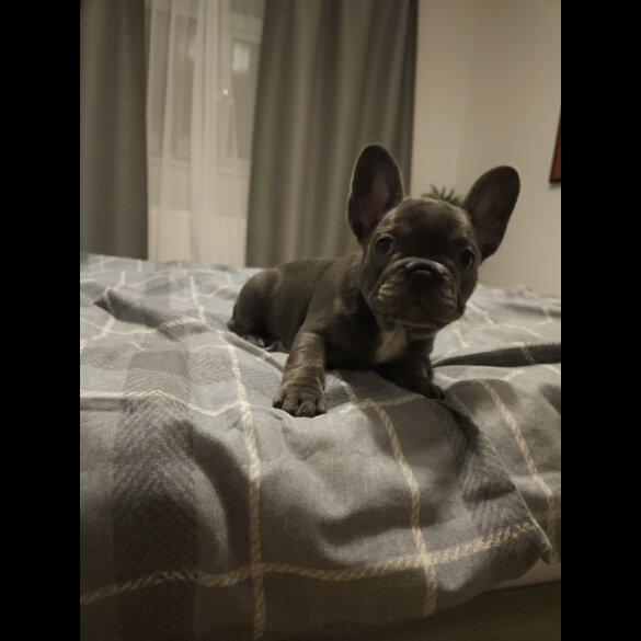 French Bulldog - Both