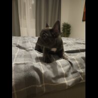 French Bulldog - Both
