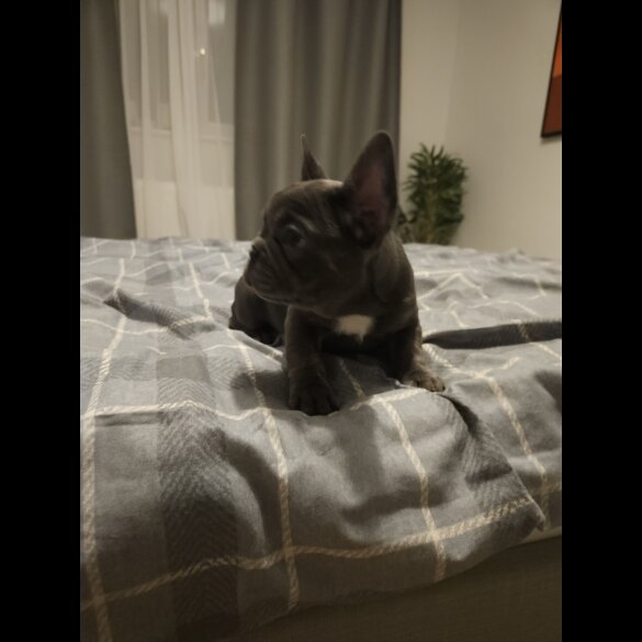 French Bulldog - Both