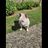French Bulldog - Both