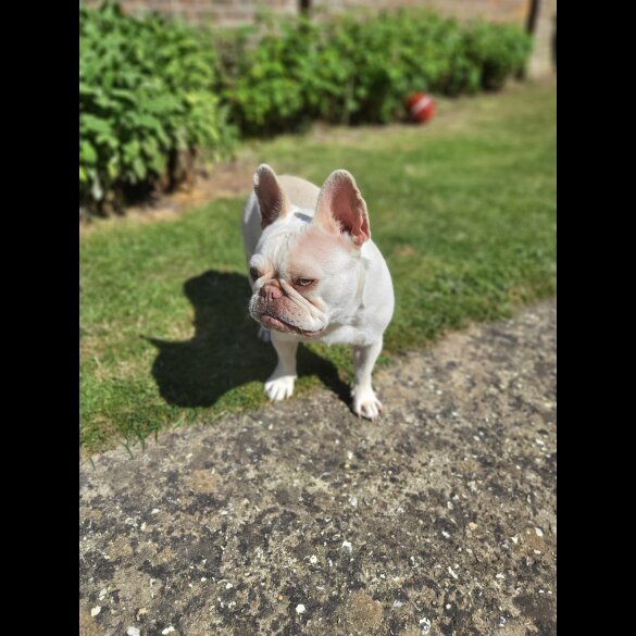 French Bulldog - Both