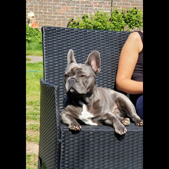 French Bulldog - Both