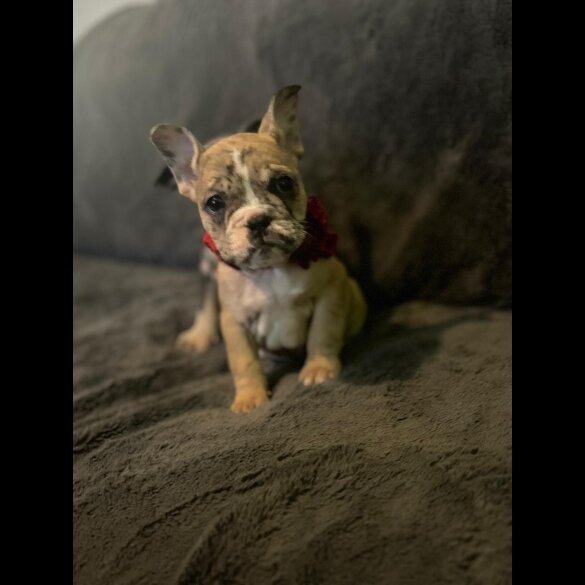 French Bulldog - Both