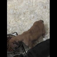 French Bulldog - Both