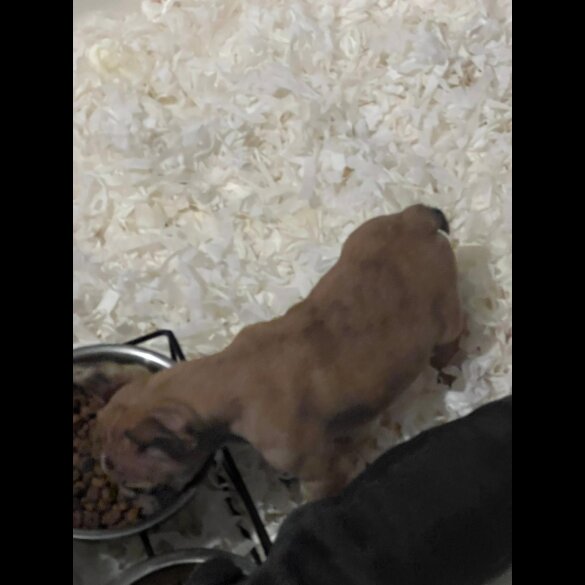 French Bulldog - Both