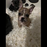 French Bulldog - Both