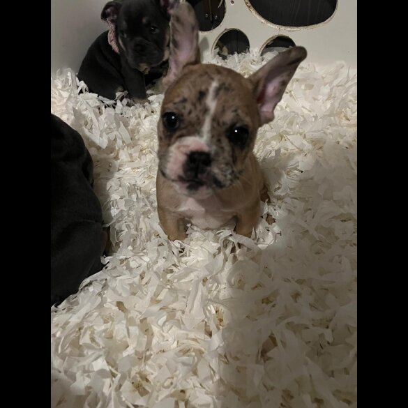 French Bulldog - Both